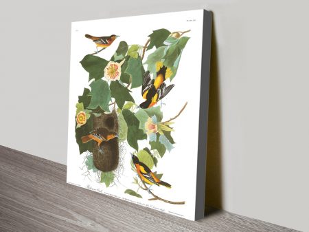 Baltimore Oriole canvas print by Audubon, a vivid songbird in classic naturalist line Baltimore Oriole canvas print by Audubon, a vivid songbird in classic naturalist line