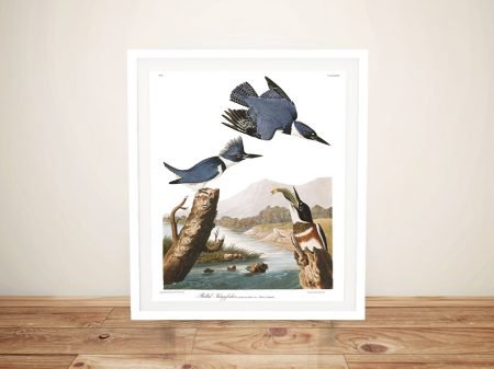 Framed Belted Kingfisher print by Audubon, a vivid perched bird in classic detail Framed Belted Kingfisher print by Audubon, a vivid perched bird in classic detail