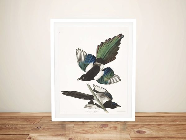 American Magpie framed print, a refined bird gift for a nature study American Magpie framed print, a refined bird gift for a nature study