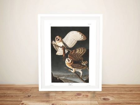 Barn Owl by Audubon framed print, a distinguished bird gift for a study Barn Owl by Audubon framed print, a distinguished bird gift for a study