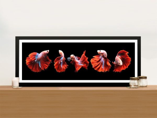 Siamese fighting fish panoramic framed canvas, a bold gift for a lounge wall