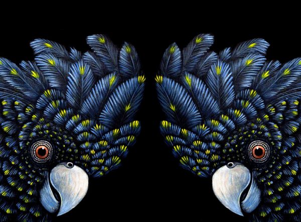 Australian bird wall art, a black cockatoo print, a lovely gift for nature and birdwatching fans. Australian bird wall art, a black cockatoo print, a lovely gift for nature and birdwatching fans.