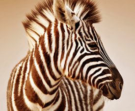 Zebra in Sepia framed canvas, monochrome black-and-white