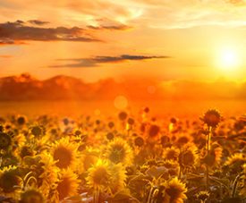Sunflower Fields botanical canvas print, navy and gold palette