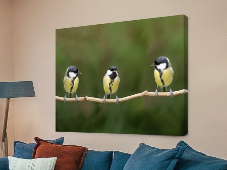 Three Great Tits on a Branch canvas print Three Great Tits on a Branch canvas print