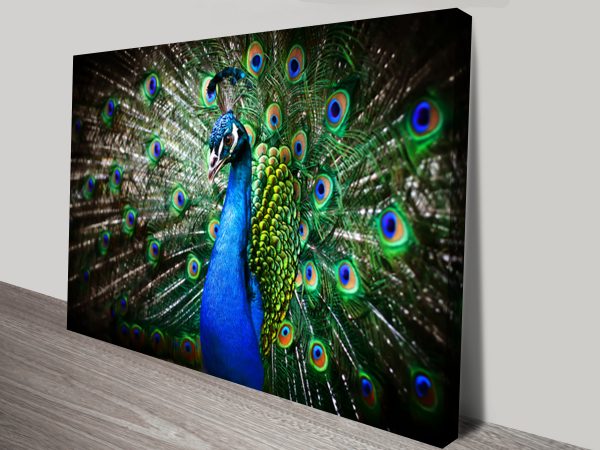 Peacock canvas, a jewel-toned wildlife gift for a glamorous hallway or lounge Peacock canvas, a jewel-toned wildlife gift for a glamorous hallway or lounge
