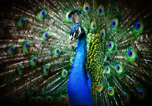 Amazing Peacock canvas print, a vivid gift for a lounge Amazing Peacock canvas print, a vivid gift for a lounge