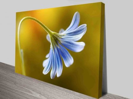 Cape Daisy Preview framed print, curated gallery artwork Cape Daisy Preview framed print, curated gallery artwork